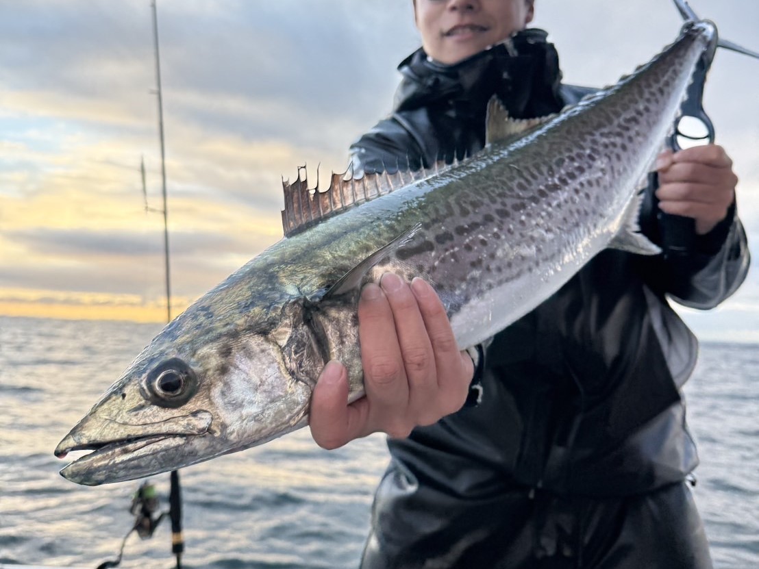 サワラキャスティング最強ルアーで釣れたサワラ