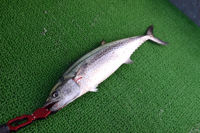 サワラ最強ルアーで釣れたサワラ