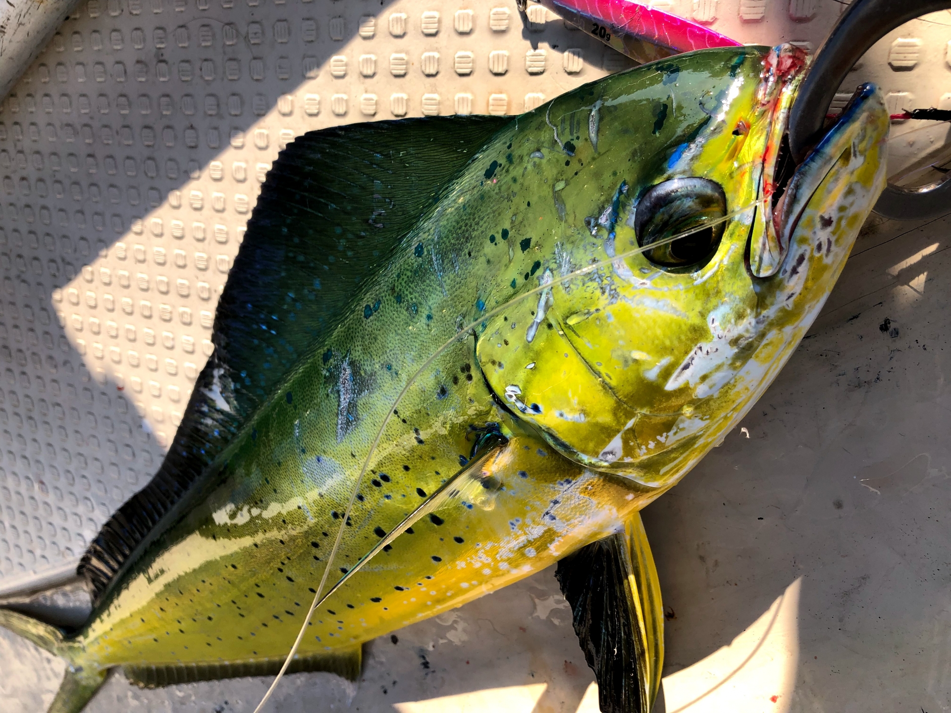 シイラ最強キャスティングルアーで釣ったシイラ