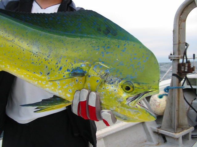 シイラ最強ルアーで釣ったシイラ