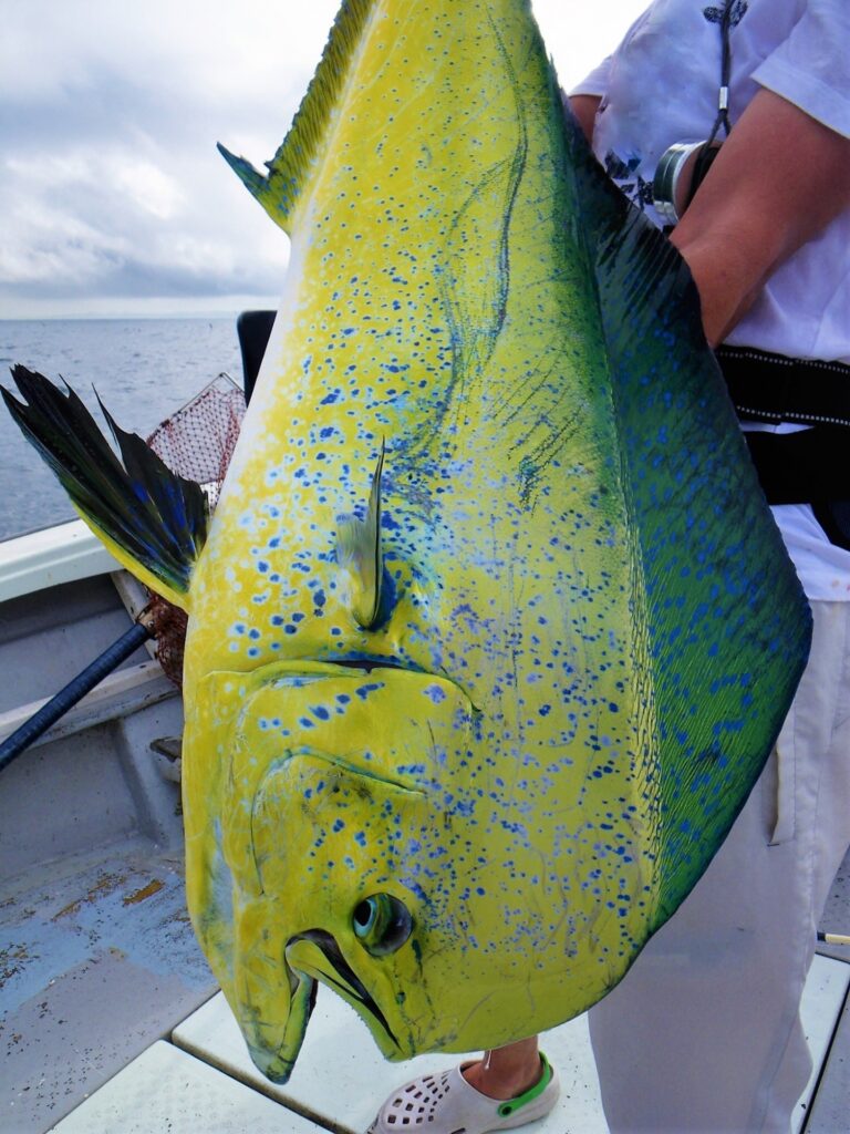 シイラ最強ルアーで釣った相模湾のシイラ