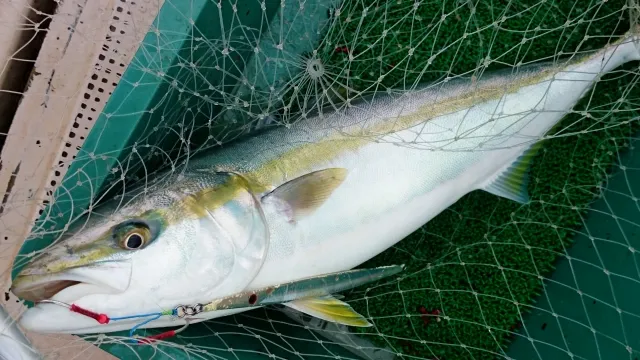 ジギングリールで釣れたブリ