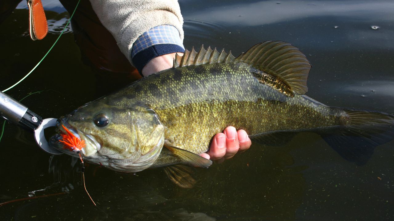 スモールマウスバスの反則ルアーで釣れたスモールマウスバス