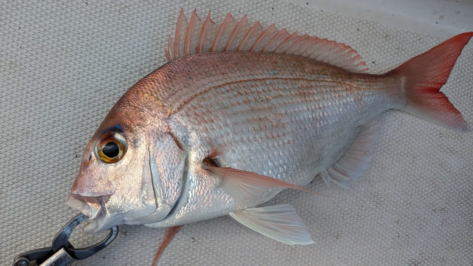 タイラバで釣れたタイ