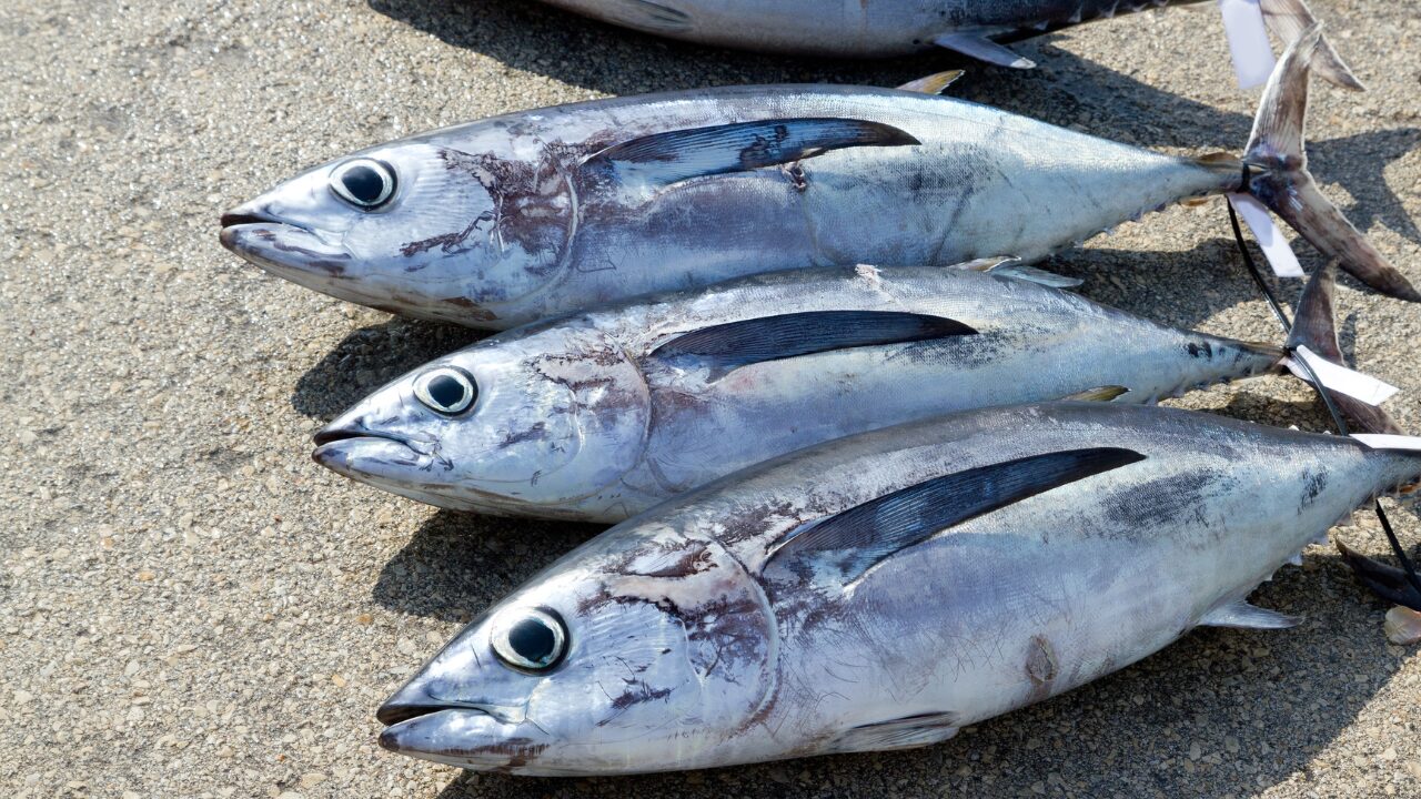 トンジギの電動リールで釣ったビンチョウマグロ