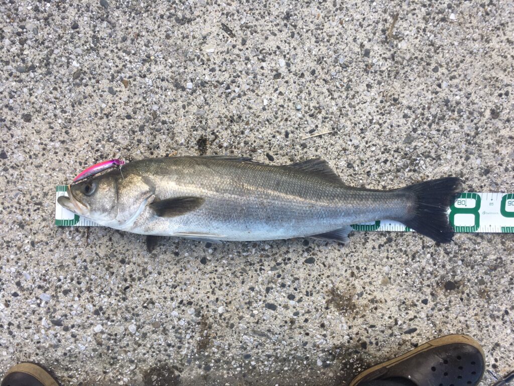 ナイロンリーダーで釣れたランカーシーバス