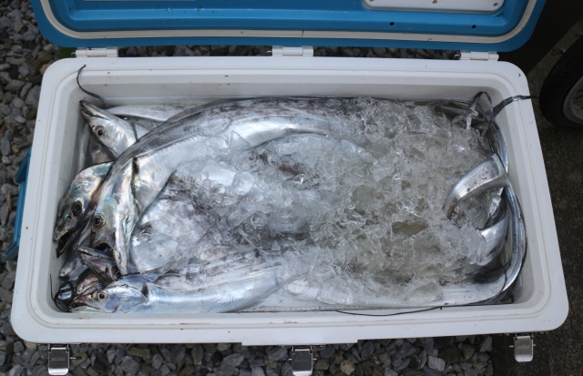 太刀魚テンヤ釣りで釣れた太刀魚