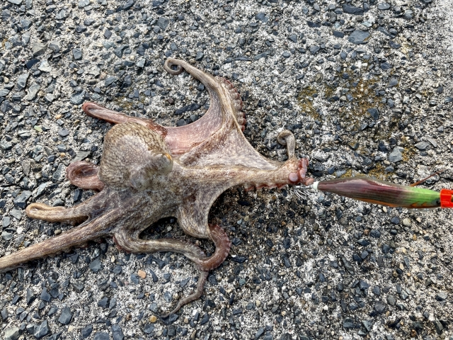釣れたタコ