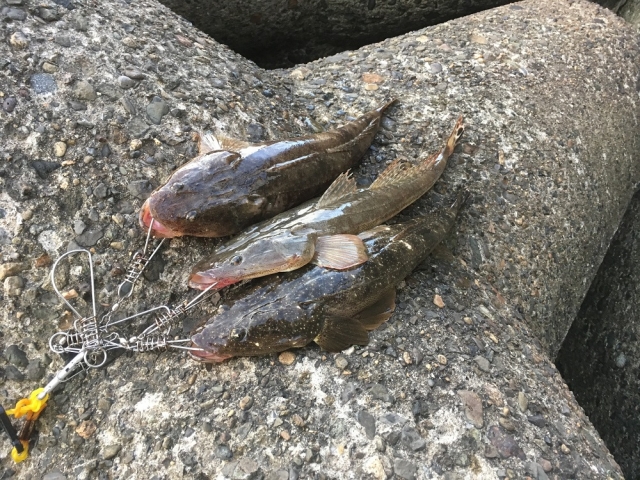 釣れるワームカラーで釣れたマゴチ