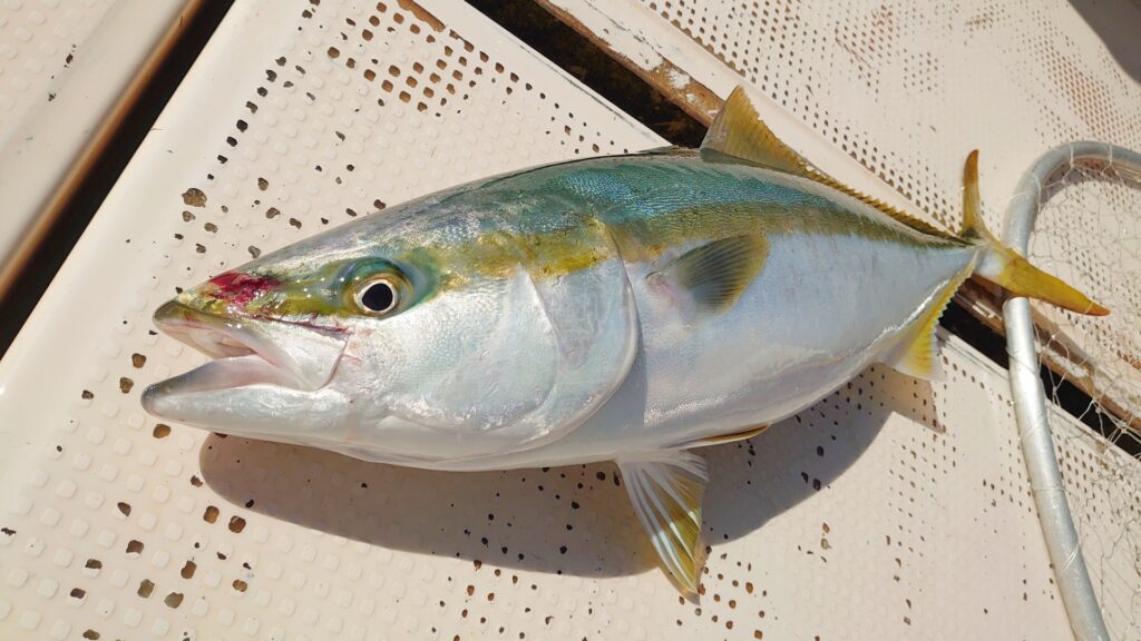 電動ジギングで釣れたブリ