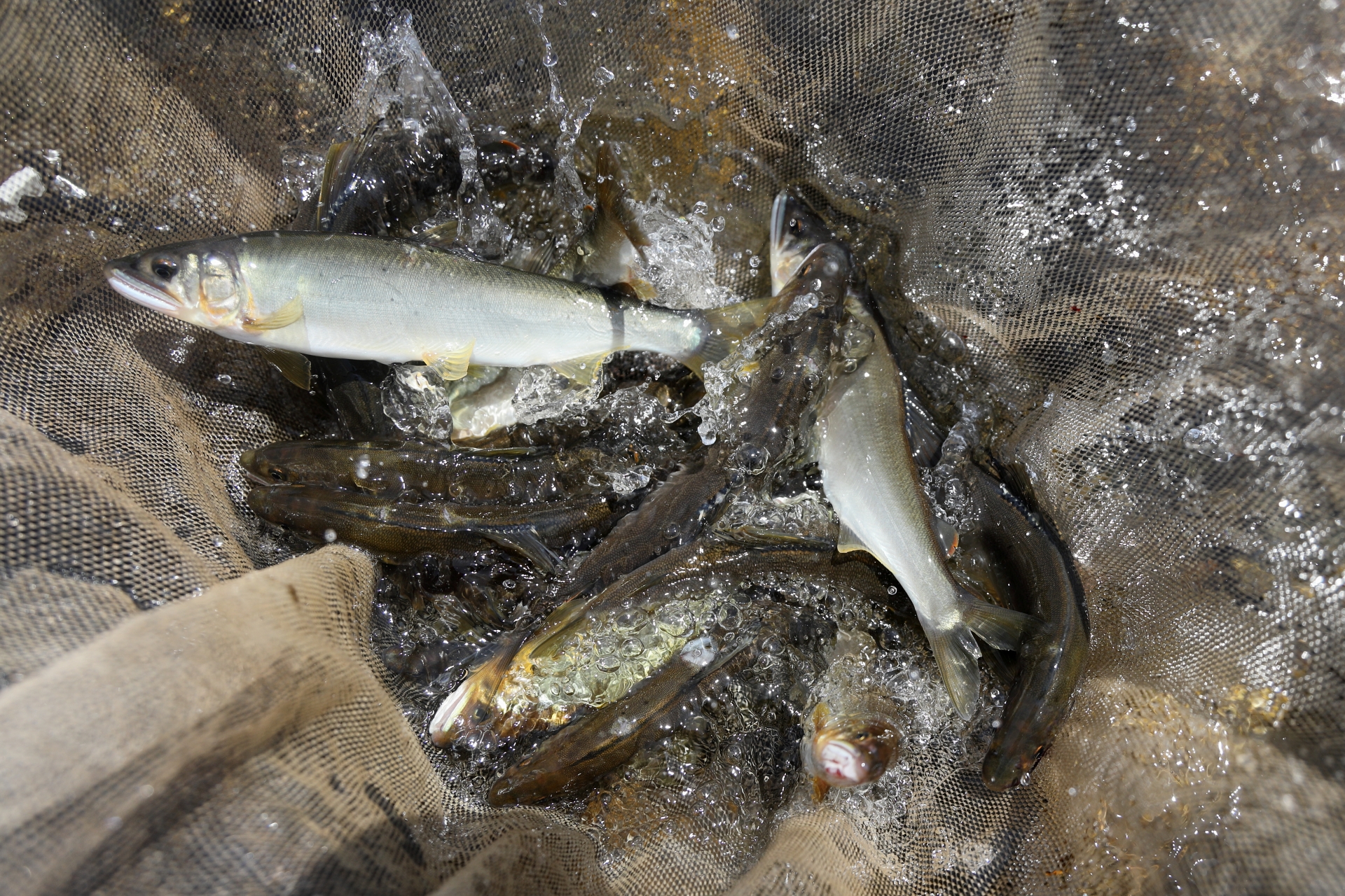 アユイング最強ルアーで釣れた鮎