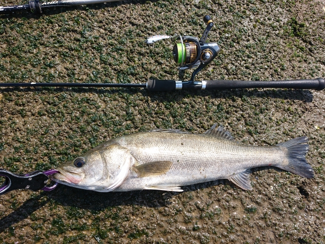 シーバス バイブレーションで釣れた時の写真