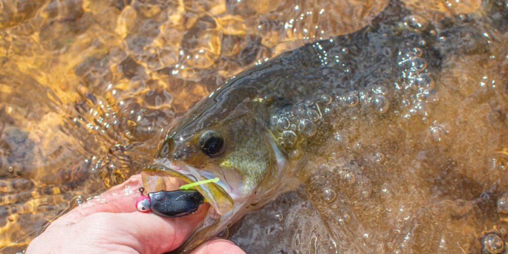 バス釣り 反則ワームで釣れたブラックバス