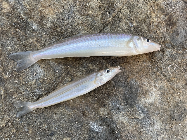 キス釣りの必要なもので釣れたシロギス