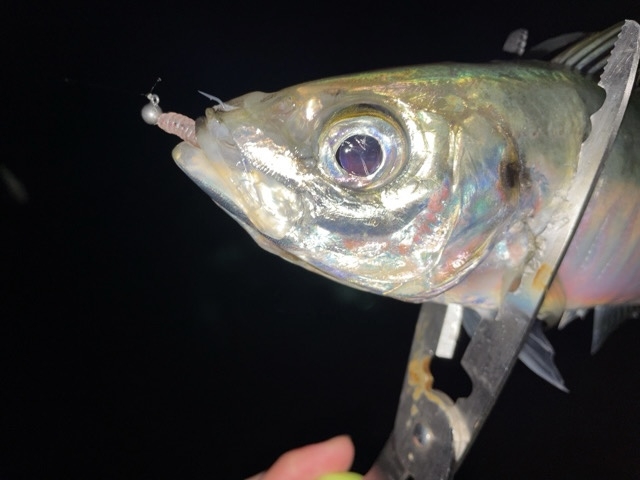 アジング 最強ジグヘッドで釣ったアジ