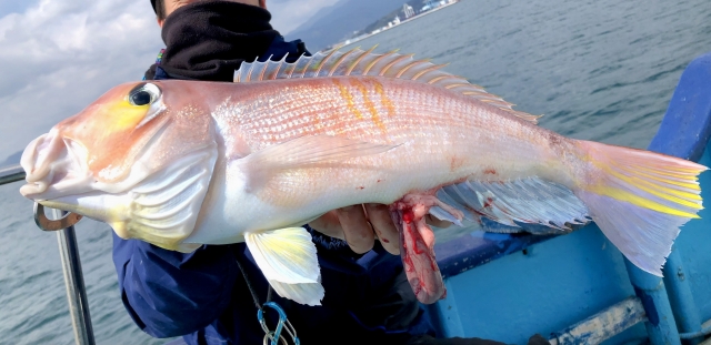 アマダイ仕掛けで釣れたアマダイ