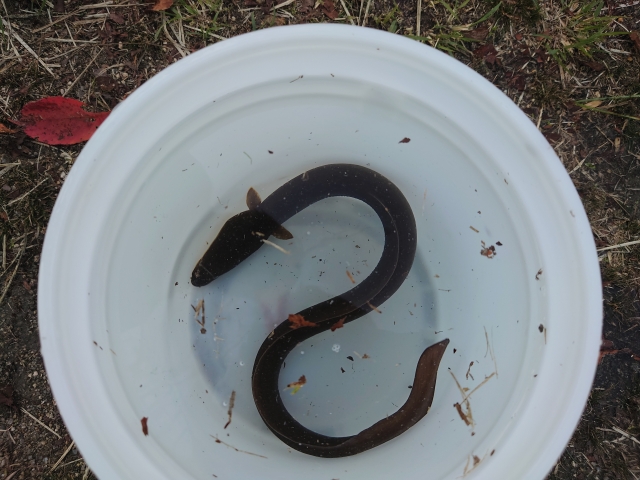 ウナギ中通し仕掛けで釣ったウナギ