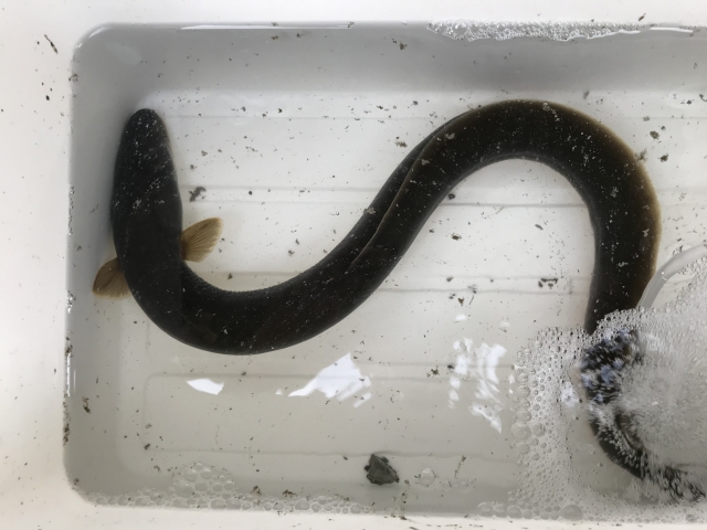 ウナギ最強仕掛けで釣ったウナギ