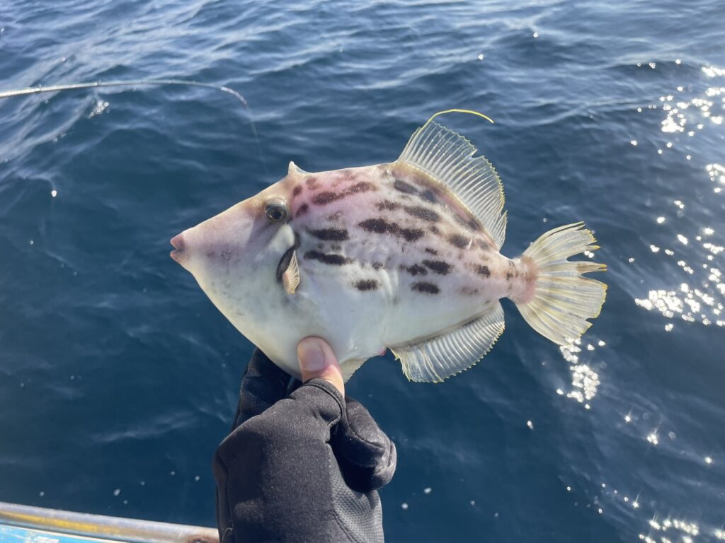 カワハギロッドで釣ったカワハギ