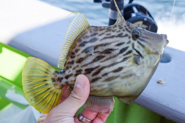 カワハギロッドで釣れたカワハギ