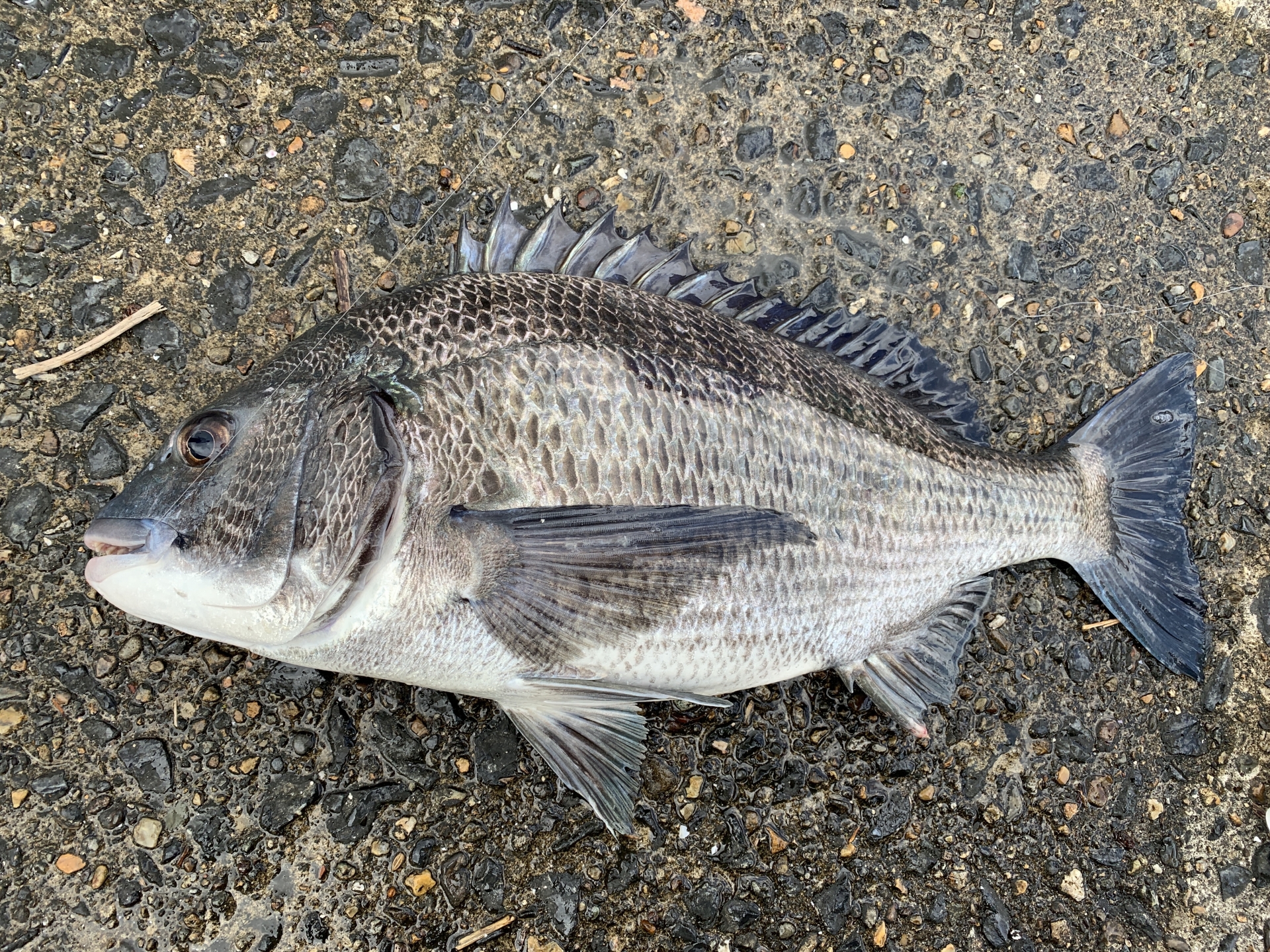 チニングベイトロッドで釣れたチヌ