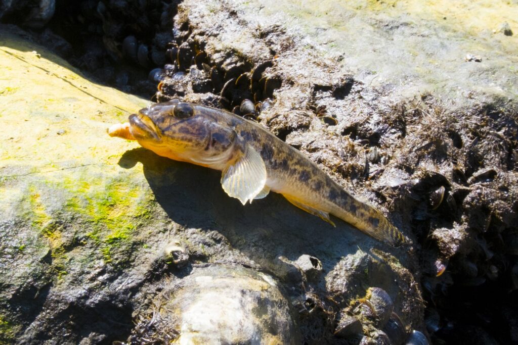 ハゼ釣り仕掛けで釣ったハゼ