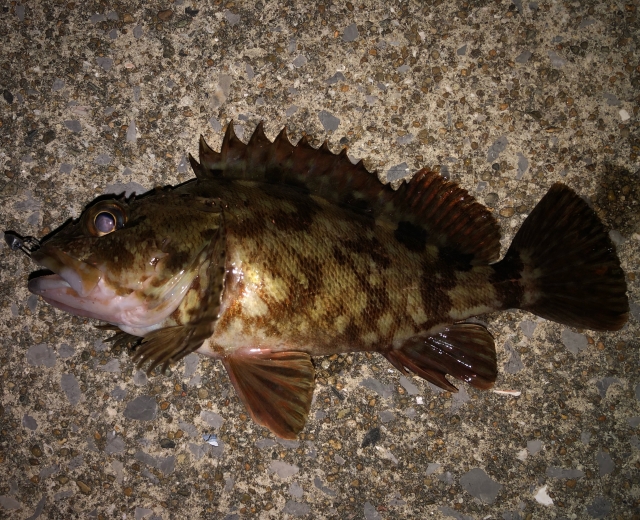 ブラクリで釣れた25cmアップのカサゴ