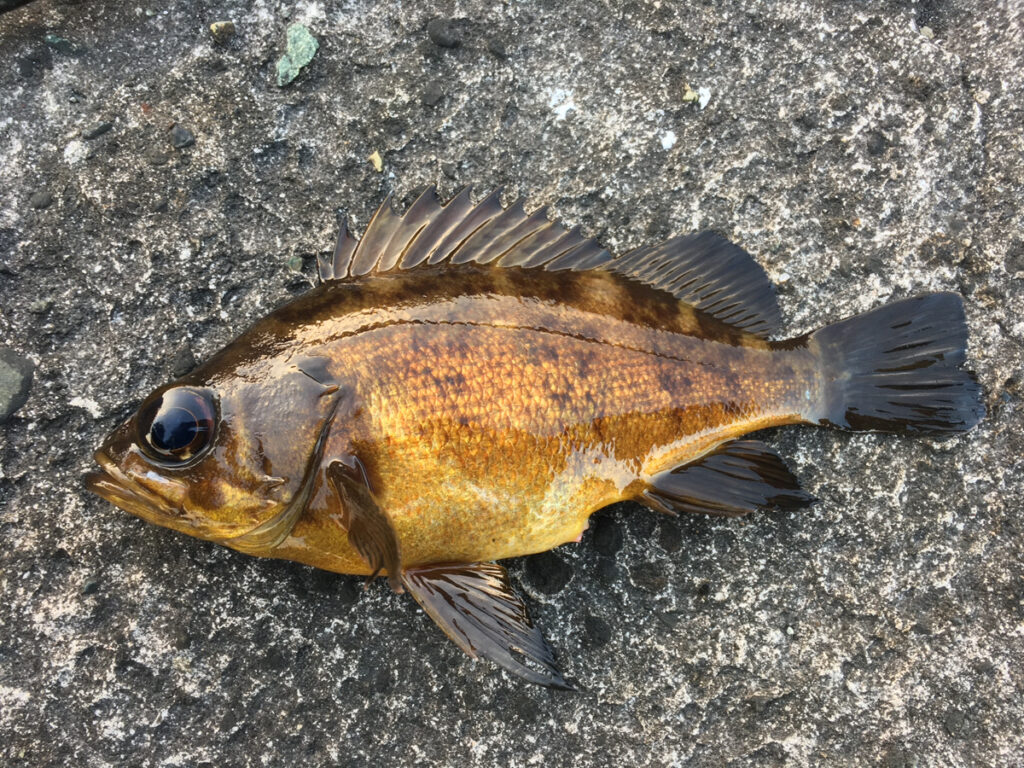 この間釣ったメバル