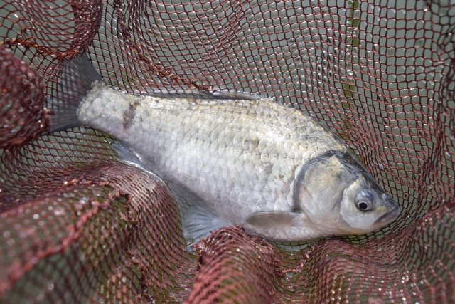 へらぶな釣りで釣れたヘラブナ
