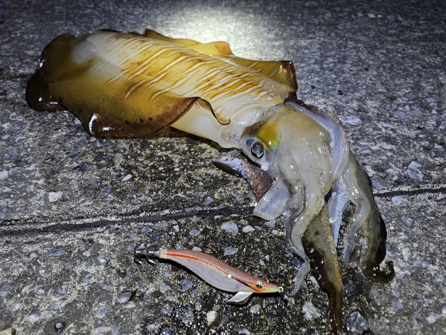 高感度エギングロッドで釣れたイカ