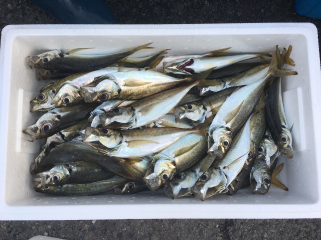 バチコンアジングで釣ったアジ