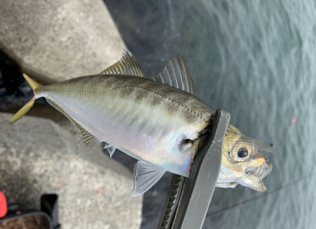 アジング仕掛けで釣ったアジ