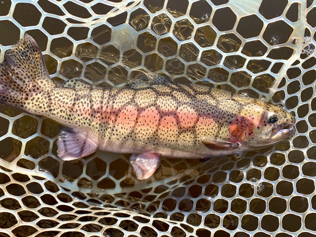 エリアで釣れたレインボートラウト