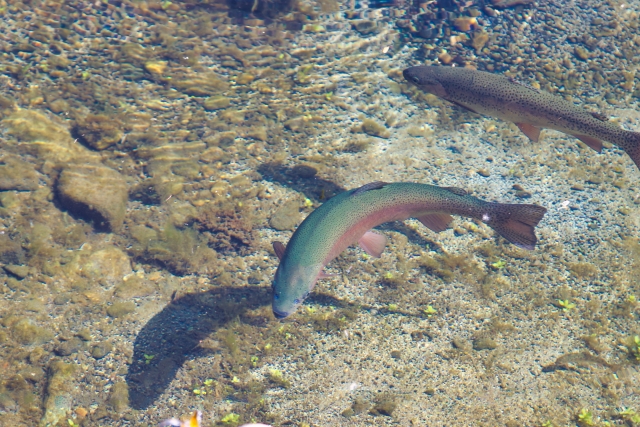 エリアトラウト 管理釣り場のニジマス
