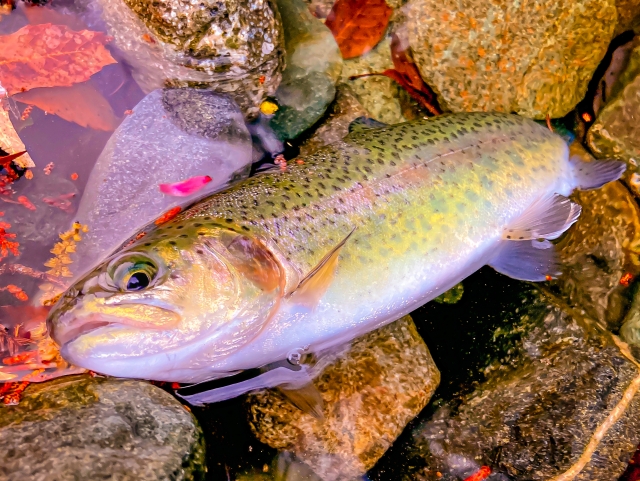 秋にエリアトラウトで釣れたトラウト