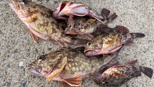 カサゴ釣り最強の餌で釣れたカサゴ