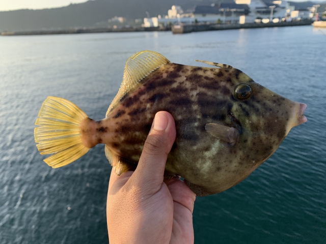カワハギ仕掛けで釣れたカワハギ