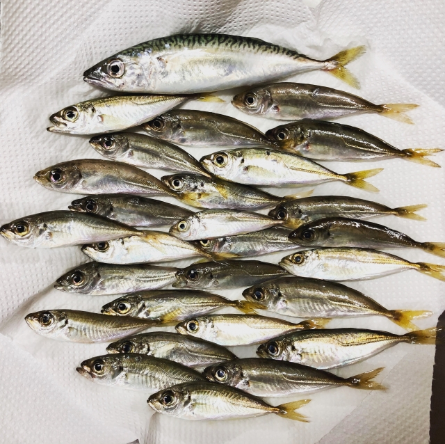 サビキ釣りでたくさん釣れた