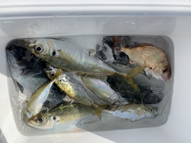 サビキ釣りで大漁だった時の写真