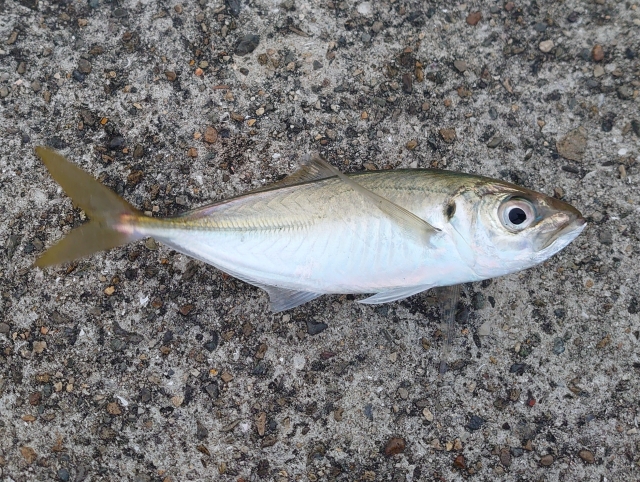 サビキ釣り仕掛けで釣れたアジ