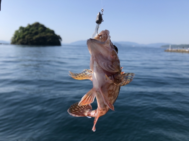 ルアーで釣れたカサゴ