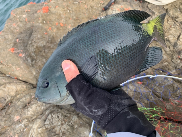 フィッシンググローブとグレ