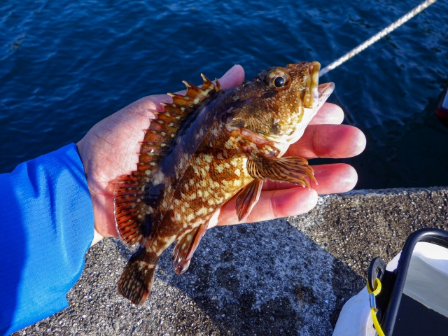 ブラクリで釣れたカサゴ