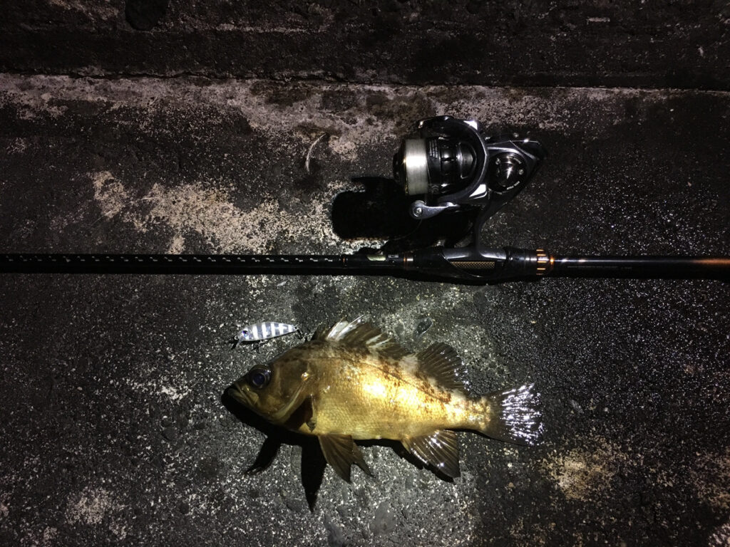 メバリングで釣ったメバル
