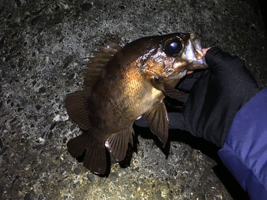 メバリングで釣れたメバル