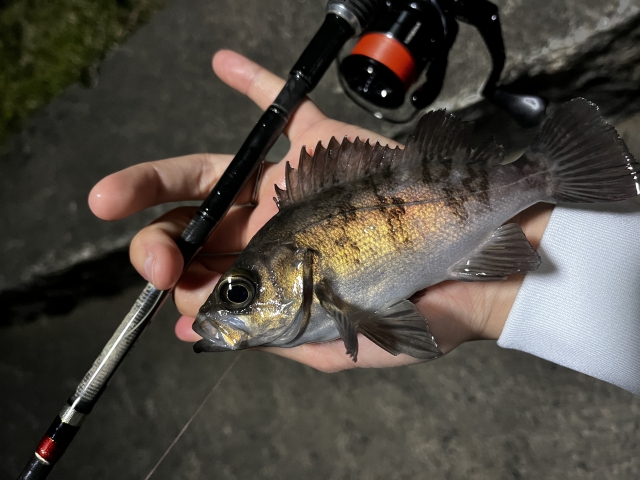 メバリングで釣れた小型メバル
