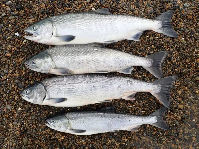 ルアー釣れたアキアジ