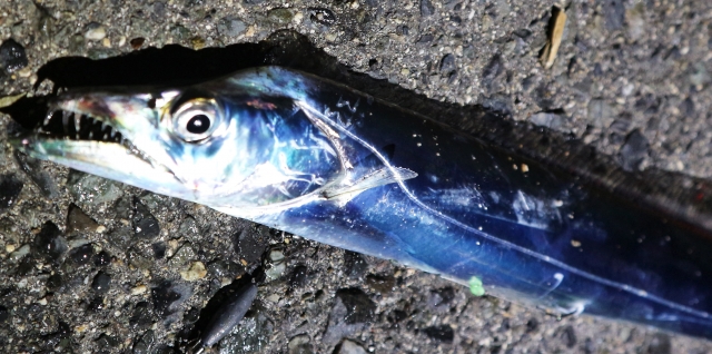 ワインドで釣れたタチウオ