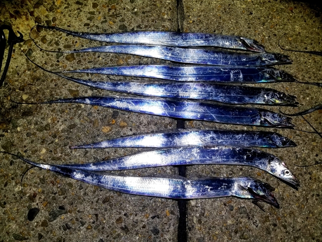 ワインドワームで釣れたタチウオ