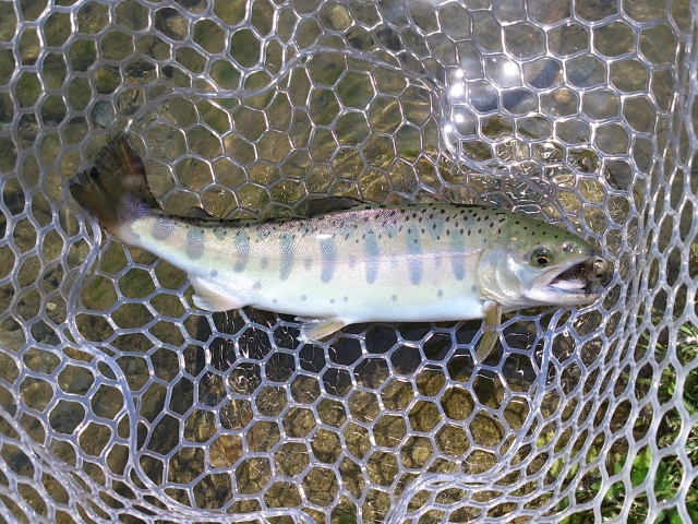 入手困難ルアーで釣ったヤマメ